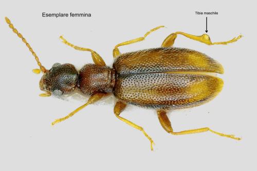 Réf. 336 497 : Cordicollis instabilis instabilis